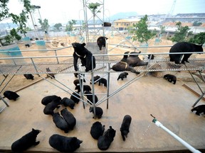 ears are seen at one of the traditional Chinese medicine company Guizhentang's controversial bear bile farms in Hui'an, southeast China's Fujian province on February 22, 2012. Bear bile has long been used in China to treat various health problems, despite skepticism over its effectiveness and outrage over the bile extraction process, which animal rights group say is excruciatingly painful for bears.