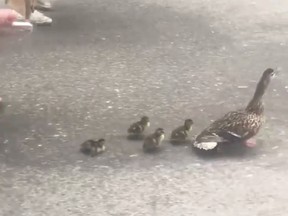 Montreal police and a gaggle of onlookers escort ducks to a nearby pond in Old Montreal.