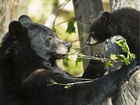 The newly protected Kanauk property near Montebello is home to American black bears.