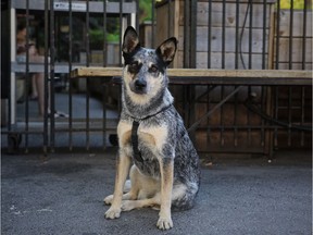 On St-Viateur Ave. in Mile End, Juniper the Blue Heeler waits quietly for owner Malissa Levitsky.