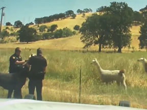 A runaway llama is wrangled in an intervention captured by a dashboard camera.