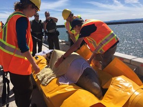 The young beluga whale was rescued after getting stuck in the Nepisiguit River in Bathurst, N.B., on Thursday, June 15, 2017.