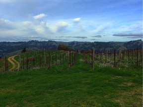 Pinot noir grown in Sonoma (pictured here) will be different than a pinot noir grown in Burgundy.