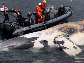 Researchers examine one of the seven North Atlantic right whales that have died in the Gulf of St. Lawrence in a handout photo from June 2017.