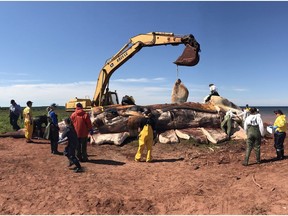 Marine mammal experts examine a dead North Atlantic right whale after it was pulled ashore in P.E.I. on Thursday, June 29, 2017, in a bid to determine what killed it and five other whales this month.