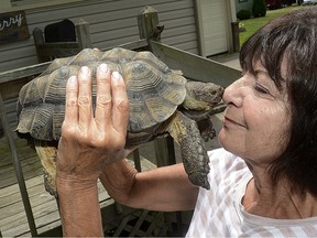 In this June 2017 photo, Kathie Heisinger poses with her desert tortoise Otis after they were reunited in Sebring, Ohio. Otis' surprising trek around northeast Ohio has ended happily for its owner, whose two-week search for her beloved tortoise, in a twist of fate, quite possibly saved her sister’s life. (Kevin Graff/The Review via AP)