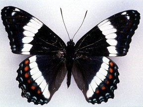 Already designated Quebec's unofficial insect in a vote held in 1998, the white admiral butterfly may see that designation become official thanks to a motion expected to be tabled Thursday by the Parti Quebecois.