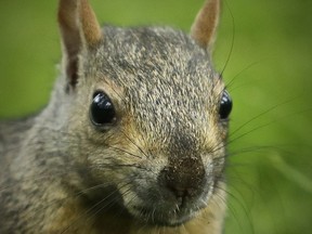 A squirrel in Dorchester Square in Montreal July 12, 2017.