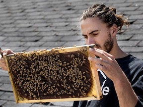 Beekeeper Alexis Daudelin searches for the queen bee as he works on a hive located on the rooftop of the Ste-Anne-de-Bellevue library last Thursday.