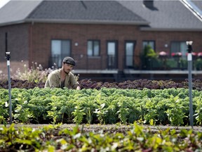 Urban gardener Leandre Chatnon tends to a huge rooftop garden on an IGA store in Montreal's Saint-Laurent district.