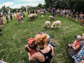 A flock of sheep settles into Parc Lafond on Wednesday. “As long as there’s grass, they’re happy,” urban shepherd Mathyas Lefebure says.