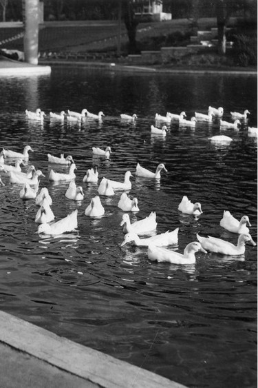 Ducks at La Fontaine Park July 20, 1957.