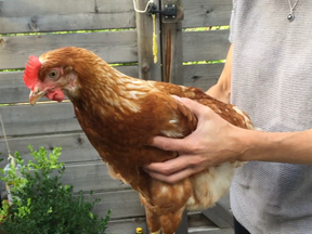 About 50 families in the Rosemont—La Petite-Patrie borough are raising chickens in their yards