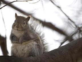 A squirrel sits in a tree stripped of it&#039;s fall leaves in Toronto on Monday, November 30, 2009. Squirrel meat could soon be on the menu in Quebec if a Montreal university student succeeds in his quest to make it legal to hunt the furry rodents. THE CANADIAN PRESS/Chris Young