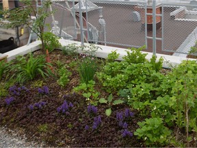 A green roof is designed to adapt a cover of soil for growing plants, to make up for snuffing Mother Nature’s footprint on top of a building.