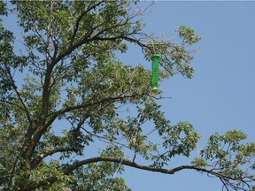 Laval is trying to save its  ash trees by using traps to lure and kill the emerald ash borer. Fifteen Lindgren funnel traps are being installed in trees in the city's Centre de la nature as part of a pilot project.