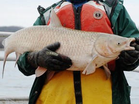 This 2009 photo shows Erinn Beahan, a technician with the U.S. Geological Survey, holding a large grass carp taken from the Missouri River.