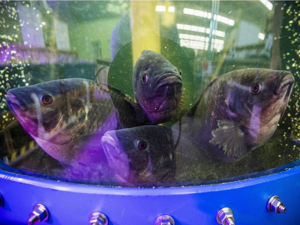 The Right Chemistry Tilapia and the 'poop connection' Montreal Gazette