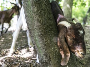 In a Friday, June 2, 2017 photo, goats from the landscaping company Munchers on Hooves graze on leaves and weeds near the Sindecuse Health Center on Western Michigan University's campus. The American Federation of State, County and Municipal Employees local union has filed a grievance in response to Western Michigan University's hiring of goats to clear 15 woodland acres on campus.