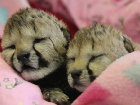 Mosi and Jelanie, the first two cheetahs to be born in Quebec, are being raised at Parc Safari.