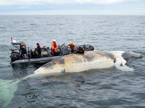 Researchers examine a dead right whale in the Gulf of St.Lawrence in a handout photo. Marine mammal experts say full necropsies will be needed to figure out what caused the deaths of eight North Atlantic right whales found floating in the Gulf of St. Lawrence.