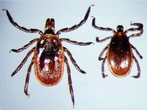 Ticks can carry the bacterium which causes Lyme disease. Experts recommend checking your body thoroughly after being outdoors, especially in areas of forest, long grass and leaf-covered ground. (Postmedia Network photo)