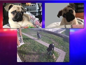 Laval police are asking people to call them if they see a new dog in their neighbourhood that resembles seven-month-old Squishy.