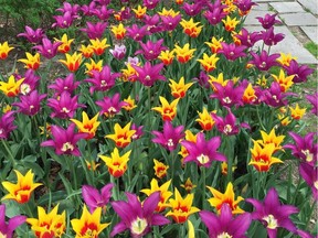 In this April 19, 2016 file photo, colourful flowers bloom at Oldfields Gardens, part of the Indianapolis Museum of Art campus in Indianapolis. The grounds include rustic, meandering pathways as well as formal gardens. (AP Photo/Beth J. Harpaz, File) ORG XMIT: NYLS117

APRIL 19, 2016 FILE PHOTO
Beth J. Harpaz, AP
