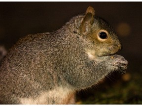 This is not an attack squirrel. No squirrel is, really. Anyhow, don't feed it meth.