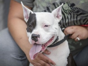 Nina, a pit-bull terrier, came to be groomed at the SPCA Ouest de L'Île in Vaudreuil-Dorion last year.