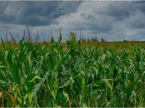 Schukov: Planting corn in my backyard seems like a good a idea beyond the food part. (File photo: Peter Zeeman)