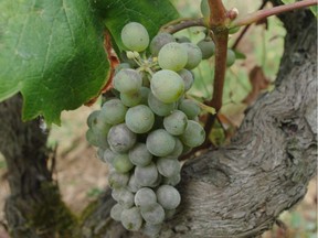 Old-vine chenin blanc in the Loire appellation of Vouvray.