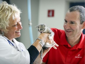 Veterinarian Dr. Marlene Kalin and Michael Cohen, the Côte-St-Luc city councillor responsible for animal protection, with Gidget, a stray cat that is available for adoption, at the Côte-St-Luc Hospital for Animals in Montreal on Aug. 9, 2017.