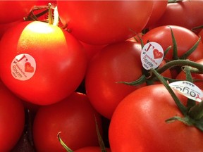 Tomato season in Quebec has started later than normal this year.