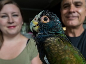 When a parrot landed on the fifth-floor penthouse terrace where Tania McIntosh was having dinner, she knew just what to do. She has long worked in veterinarian offices and volunteers for the SPCA.