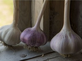 Twenty garlic farmers will be at Marché Ste-Anne on Aug. 26.