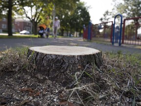 Three healthy trees were recently cut down in Loyola Park by accident, eliminating much of the shade in the nearby playground.