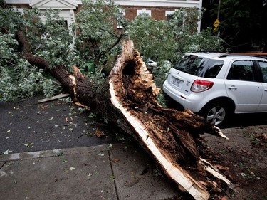 A car sits undamaged after a rotted tree fell and damaged three other cars on Prud'homme Ave. when a storm blew through the N.D.G. district of Montreal on Tuesday August 22, 2017.
