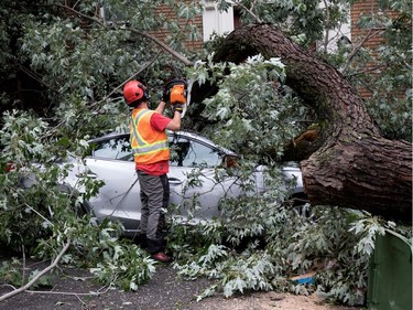 A city of Montreal crew digs out a vehicle after a massive tree fell and crushed three cars on Prud'homme Ave. in Montreal on Tuesday August 22, 2017.