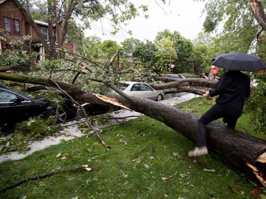 A resident climbs over a fallen tree on Draper Ave. after a storm ripped through Notre-Dame-de-Grâce in Montreal on Tuesday August 22, 2017.