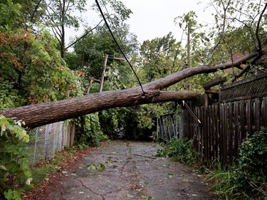 A large tree appears to be held up by two fences and telephone lines in an alley near Draper Ave. after a storm ripped through Notre-Dame-de-Grâce in Montreal on Tuesday August 22, 2017.