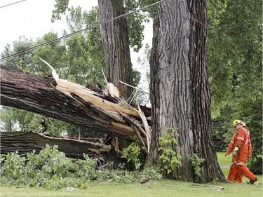 Hydro-Québec workers inspect damage caused by a mature tree that was knocked down by a storm in Lachine, west of Montreal, Tuesday August 22, 2017.