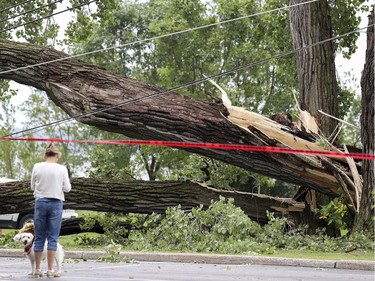 A woman walks her dog near a mature tree that was knocked down by a storm in Lachine, west of Montreal, Tuesday August 22, 2017. The tree took down power lines, leaving area residents without electricity and blocking St-Joseph Blvd.