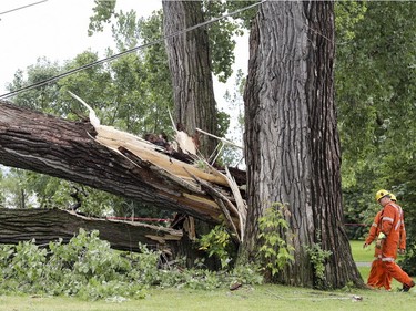 Hydro-Québec workers inspect damage caused by a mature tree that was knocked down by a storm near 52nd Ave. and St-Joseph Blvd. in Lachine, west of Montreal Tuesday August 22, 2017. (John Mahoney / MONTREAL GAZETTE)