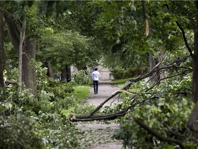 While much of N.D.G. Park was devastated by Tuesday's storm, a group of commemorative maple trees were spared.