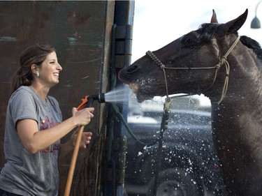 Nine-year-old Bolero gets a drink after being given a shower by owner Justine Garcilazo at the rodeo in the Old Port of Montreal, Aug. 24, 2017.