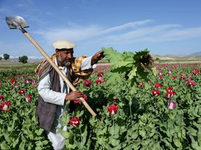 An Afghan farmer works in a poppy field on the outskirts of Jalalabad. Opium is a spectacular example of a substance that can be a poison or a remedy, Joe Schwarcz writes.