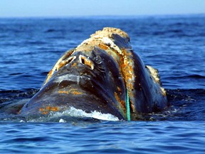 This file photo taken on June 19, 2001 by the National Oceanic and Atmospheric Administration shows an endangered North Atlantic right whale which is entangled in heavy plastic fishing link (Green Line-C) off Cape Cod, Massachusetts.
