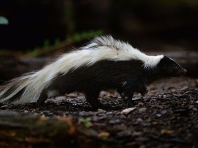 Skunk stock image.