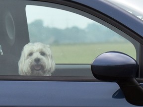A dog looks out of the window of a car in Coswig, eastern Germany.